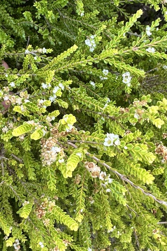 Thryptomene oligandra observed 2025-09-25