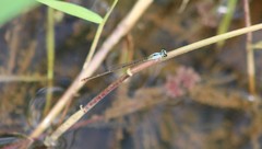 Agriocnemis gratiosa