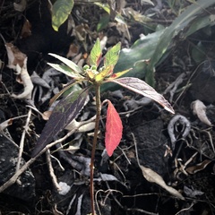 Euphorbia heterophylla