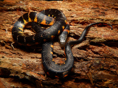 Erythrolamprus epinephalus pseudocobella