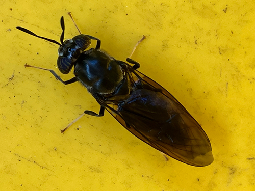 Unknown species found near NE Davis St, Portland, OR, US