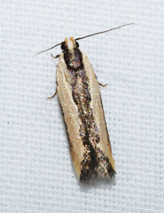 Ardozyga catarrhacta