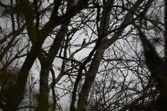 Melanerpes carolinus