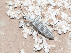 Epicauta costata