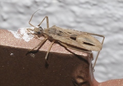 Narvesus carolinensis