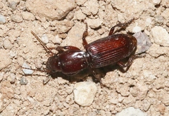 Stenomorphus