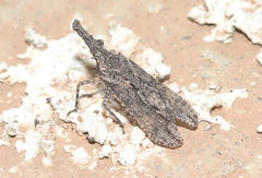 Scolopsella reticulata