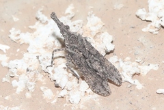 Scolopsella reticulata