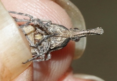 Scolopsella reticulata