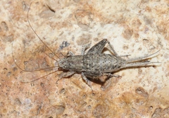 Cycloptilum comprehendens