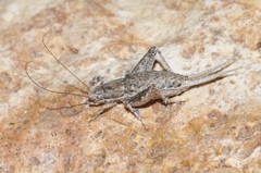 Cycloptilum comprehendens