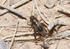 Eunemobius carolinus neomexicanus