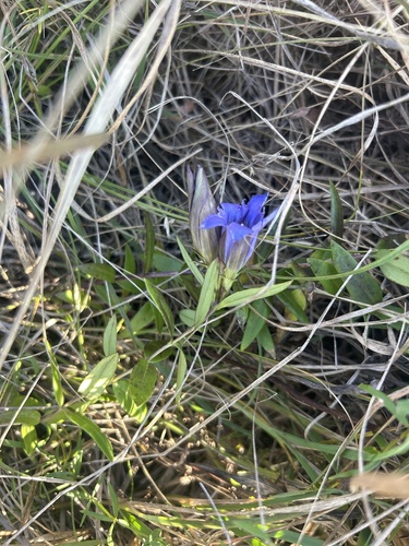 downy gentian (Gentiana puberulenta)