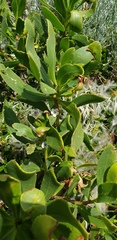 Myoporum insulare