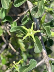 Vangueria