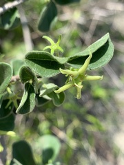 Vangueria