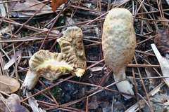 Rhopalogaster transversarius