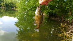 Lepomis cyanellus × gulosus