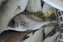 Plectorhinchus cinctus