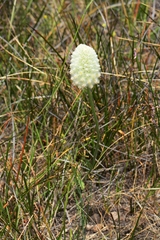 Ptilotus macrocephalus
