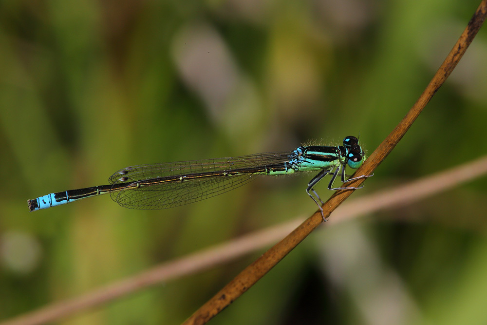 Scarce Blue-tailed Damselfly, photo 1 of 10