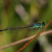 Scarce Blue-tailed Damselfly - Photo (c) Erland Refling Nielsen, some rights reserved (CC BY-NC)