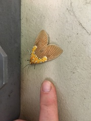 Asota speciosa