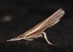 Fissicrambus profanellus