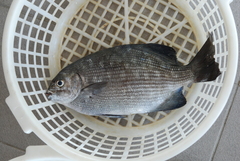 Kyphosus cinerascens