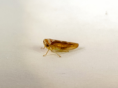 Populicerus formosus