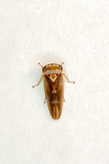 Populicerus formosus
