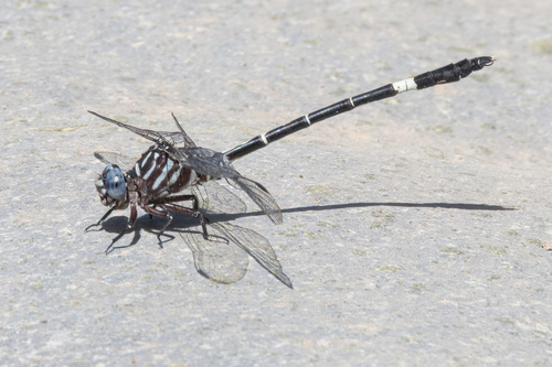 Progomphus mexicanus