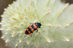 Castiarina crenata