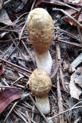 Rhopalogaster transversarius