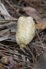 Rhopalogaster transversarius