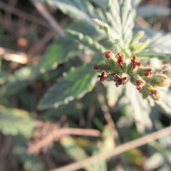 Heliotropium amplexicaule