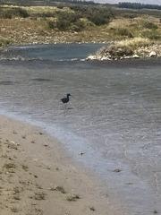 Himantopus novaezelandiae