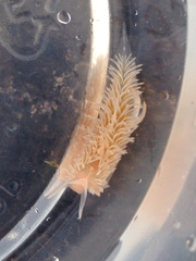 Aeolidia
