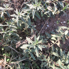 Heliotropium amplexicaule