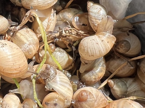 Mexico Ambersnail