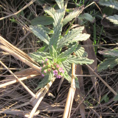 Heliotropium amplexicaule