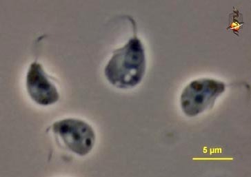 Loukozoa