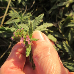 Heliotropium amplexicaule