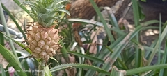 Ananas comosus microstachys