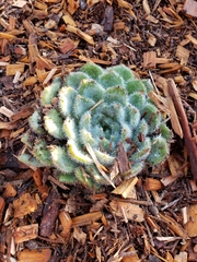 Echeveria setosa