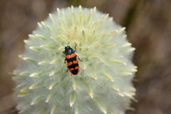 Castiarina crenata