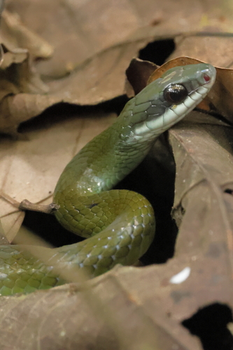 Northern Woodland Racer