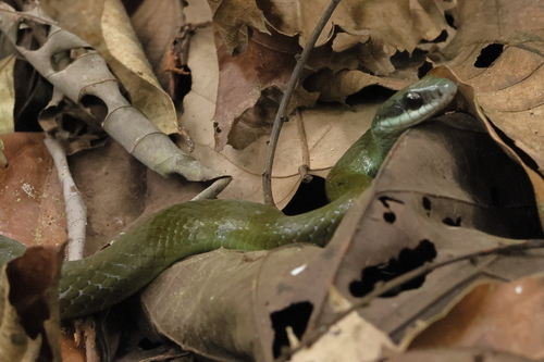 Northern Woodland Racer