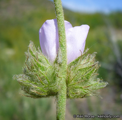 Malacothamnus densiflorus