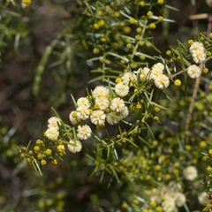Acacia rupicola